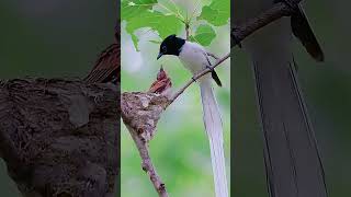 Download lagu kecantikan seriwang/tali pocong mp3 Download lagu kecantikan seriwang/tali pocong mp3