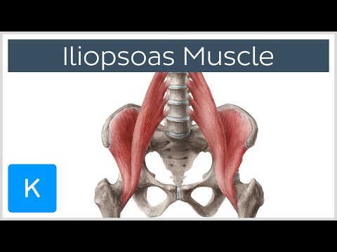 Iliopsoas Muscle: Action / Function, Anatomy & Innervation - Human Anatomy | Kenhub