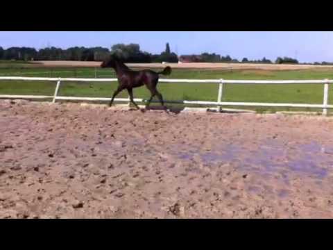 Stutfohlen Finest Rubin Royal De Niro