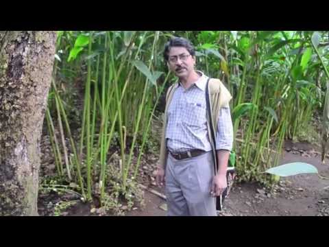 এলাচ উৎপাদন