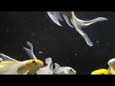 Up close with Butterfly Koi