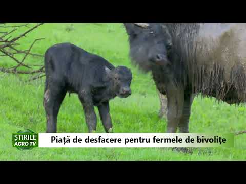 Piata de desfacere pentru fermele de bivolite 10 05 2022