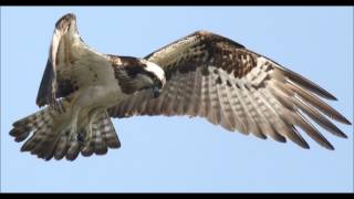 GLAY BEAUTIFUL DREAMER　ギター　音のみ