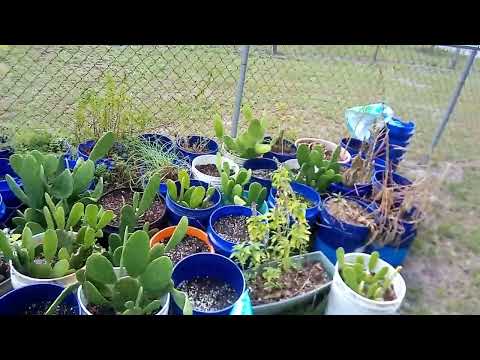 Purslane SuperFood!!!