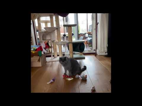 British Blue boy cats, Max & Jasper & ginger tabby sister have ‘over cat nipped’ in festive season