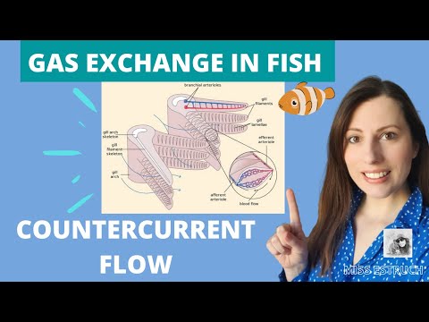 GAS EXCHANGE IN FISH & COUNTERCURRENT exchange principle: A-level Biology. Gill filaments & lamella