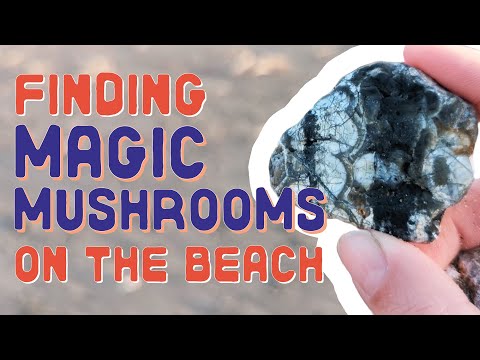 Magic Mushrooms on the Beach!? Hunting for Mushroom Rhyolite along the California Coast