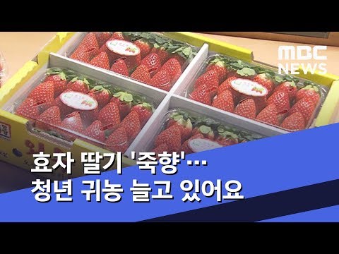 효자 딸기 '죽향'…청년 귀농 늘고 있어요 (2020.01.11/뉴스투데이/MBC)