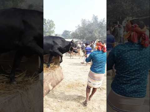 Men jumping over a charging bull - Recortadores #paglagoru