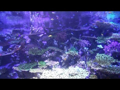 名古屋港水族館シリーズ　「サンゴ礁大水槽」