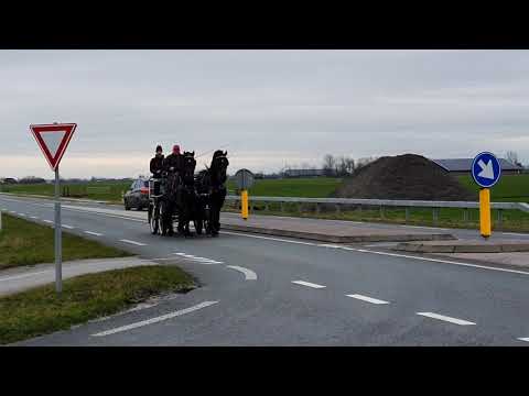 Stal Okkema's Bink and Drewis in the pair in traffic.