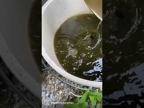 園芸 コンフリー肥料の使い方は?