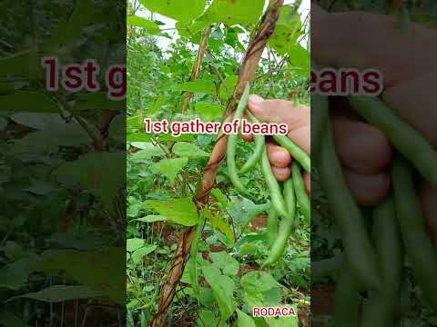 Life in province#7,#foryou,#shorts,#viral,#rodaca.