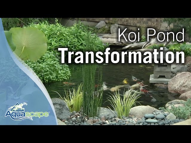 Koi Pond Transformation with Aquascape