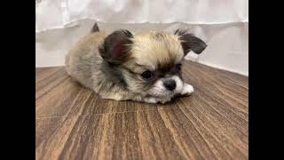 チワワ(ロング)の動画01