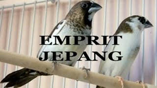 Download lagu 🔴MACAM-MACAM JENIS BURUNG EMPRIT mp3