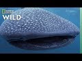 5 Big Sharks That Rule The Sea Nat Geo Wild