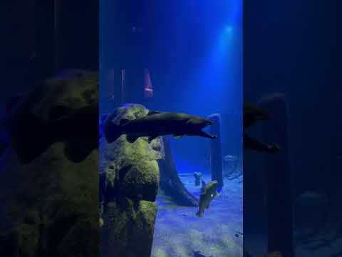 Alguns peixes no aquário Slussen em Estocolmo 🐟 um ótimo lugar para visitar #stockholm #slussen #hol