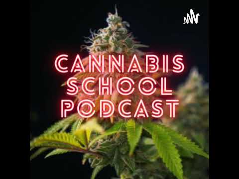 Joints to Jack & Daxter: A Sesh Full of Smoke, Games, and Good Vibes