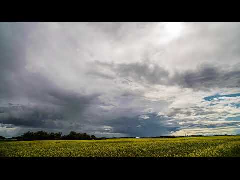 Storm clouds and canola