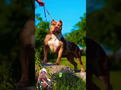 #dog #rottweiler #pitbull #amazingfacts #doglover #dogs #caucasianshepherd #germanshepherd