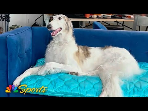 The National Dog Show's bougie Borzoi | NBC Sports - YouTube