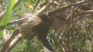 Download lagu suara burung sikatan kejepit mp3