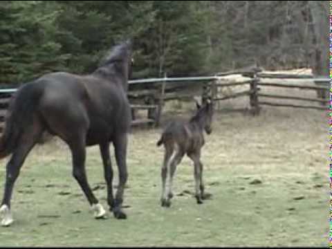 Diamond Hit Filly Making Mom Chase at 36 hrs old.mpg