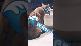 2026/5/27_88 貪喝SV #橘ひなの #橘貓 #橘猫 #貓咪日常 #cat #cute #貓貓日常 #貓貓 #可愛い猫 #貓咪