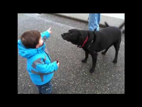 Max greeting a dog at Alki beach