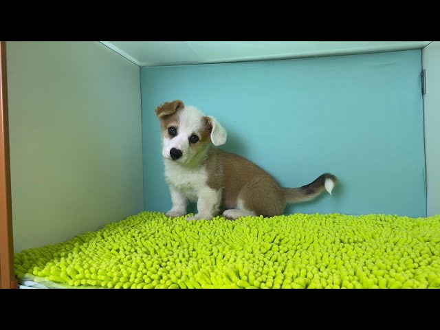 (子犬) 犬種：ウェルシュ・コーギー・ペンブローク 女の子 ブリーダー マロニエケンネル　MARRONNIER KENNEL k4049の画像