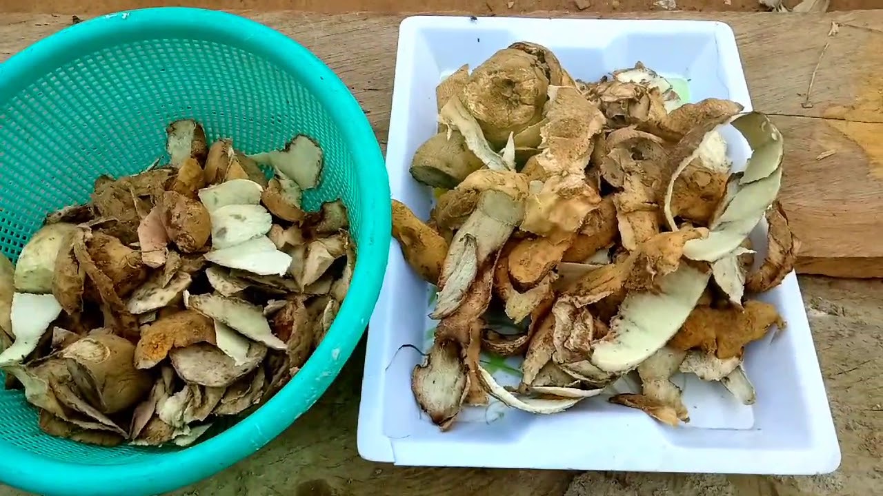 Nothing Is A Waste || Feeding My Rabbit With Yam And Potatoes 🥔🥔 Peel Waste