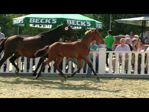 Hf v Floriscount x Rubinero 2016