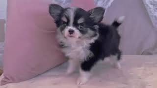 チワワ（ロング）の動画01