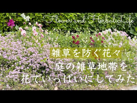 踏みつけに強い地被植物：多年草地被植物ベスト３  庭園