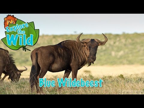Blue Wildebeest on Explore the Wild