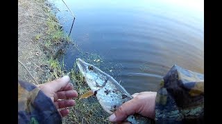 Чем ловить окуня в мутной воде