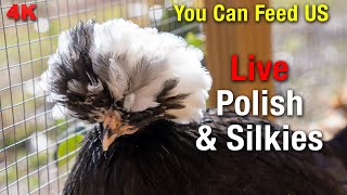 LIVE Silkie Chickens — Coop Cam & Feeder Cam (All-Day Stream)