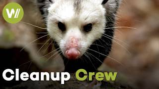 Urban Scavengers: How Hidden Wildlife Keeps Our Cities Alive (Documentary, 2019)