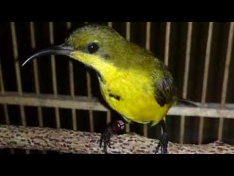 Sogok Novyj Trend Smotret Onlajn Na Sajte Trendovi Ru