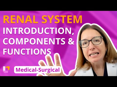 Introduction, Components and Functions - Medical-Surgical - Renal System | @LevelUpRN