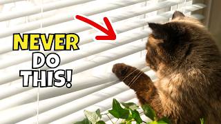 Leaving Your Cat Alone: NEVER Make These 10 Mistakes