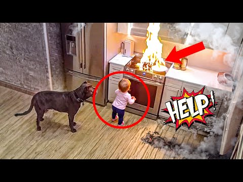 Dog Protects Baby—Heartwarming Moment!
