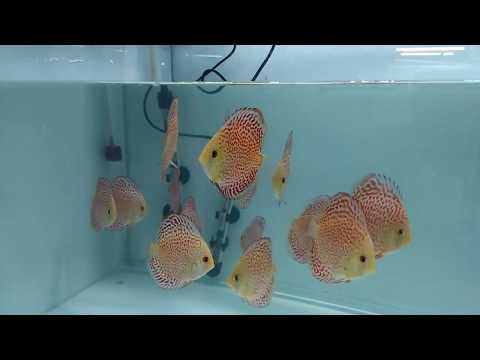 mix lot discus fish for sale at joes aquaworld mumbai 9833898901