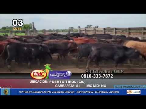 02-08-22 - 160º Remate Televisado de UMC & Haciendas Villaguay - El Sombrero, Corrientes