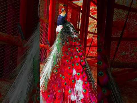 😍😍 such a beautiful peacock incredible 🥰 #shorts #shortsfeed