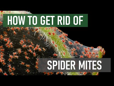 How to Get Rid of Spider Mites [4 Easy Steps]