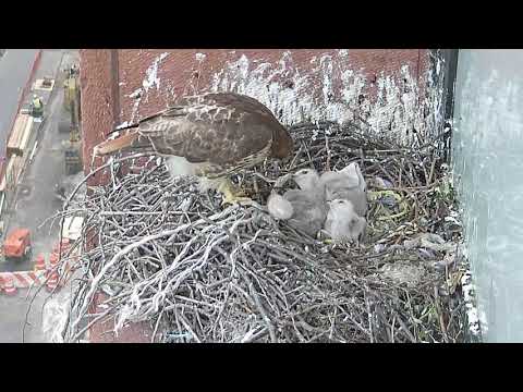 NYC Hawk almost feeds banded pigeon leg to babies - May 15th 2018