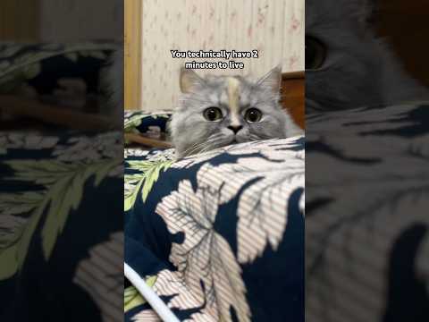 You can try this👀 #catshorts #funnycat #catvideos #cutecat #viralshorts #cute #kitten #cat