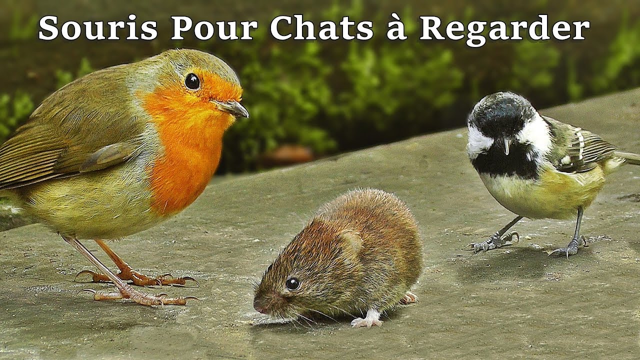 Vidéos Pour Chats à Regarder Souris ~ Souris Pour Chat - Vidéo Pour Les Chats à Regarder Souris